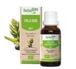 Figuier (Ficus carica) bourgeon